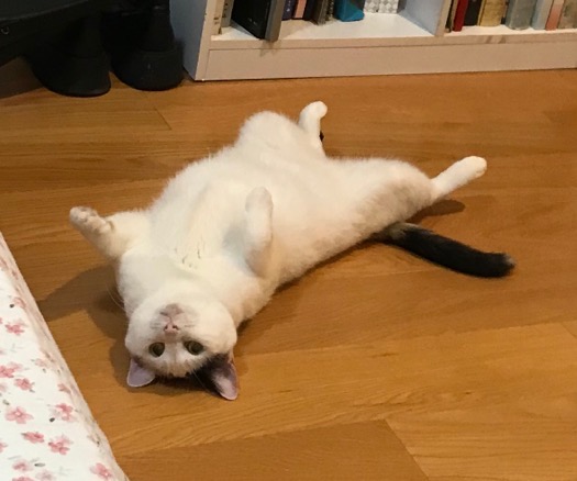 cat